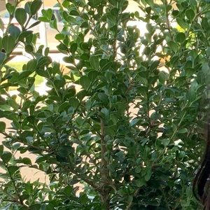 Meet your Posher, Alexa